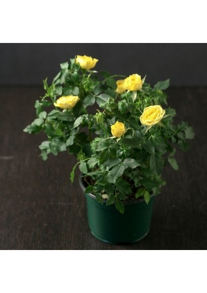 Mini Gül – Minyatür Saksı Gülü Sarı modelleri