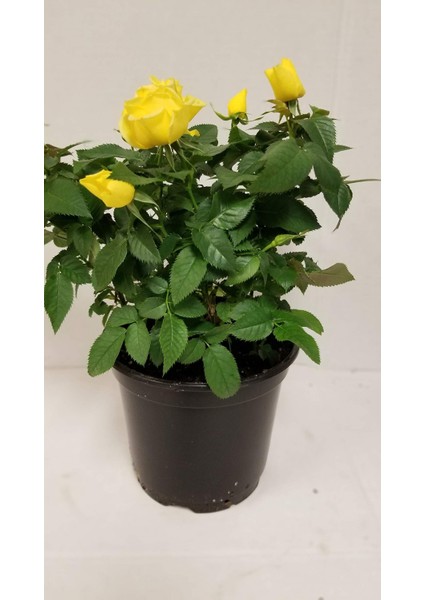 Mini Gül – Minyatür Saksı Gülü Sarı fırsatları