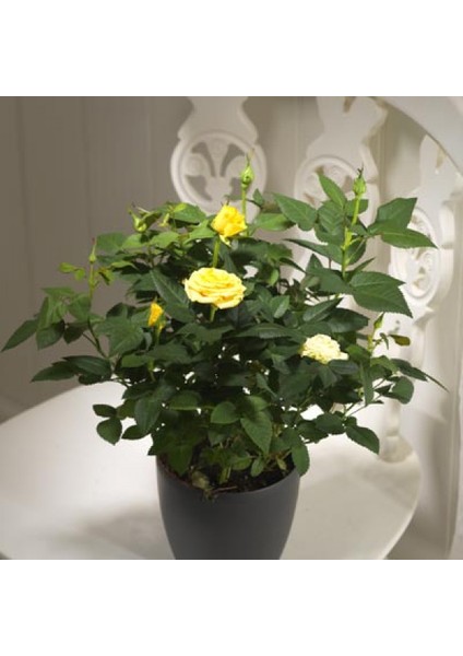 Mini Gül – Minyatür Saksı Gülü Sarı indirimleri