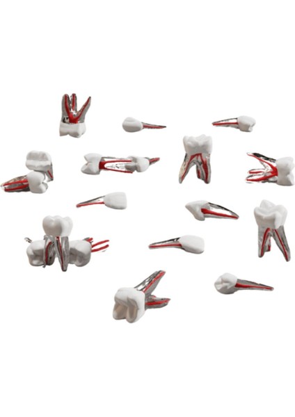 Endodontik Kanallı Diş 15 No Sağ Üst 2. Premolar (Beyaz Kron)