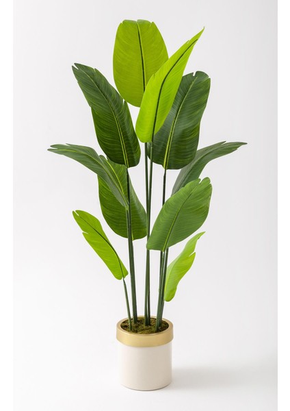 Yapay Starliçe Ağacı 160 cm Geniş Yapraklı Krem Gold Saksı