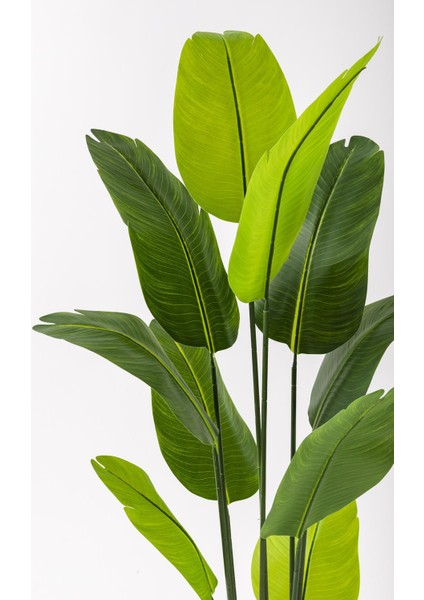 Yapay Starliçe Ağacı 160 cm Geniş Yapraklı Krem Gold Saksı modelleri