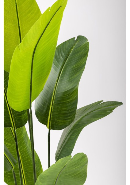 Yapay Starliçe Ağacı 160 cm Geniş Yapraklı Krem Gold Saksı fırsatları