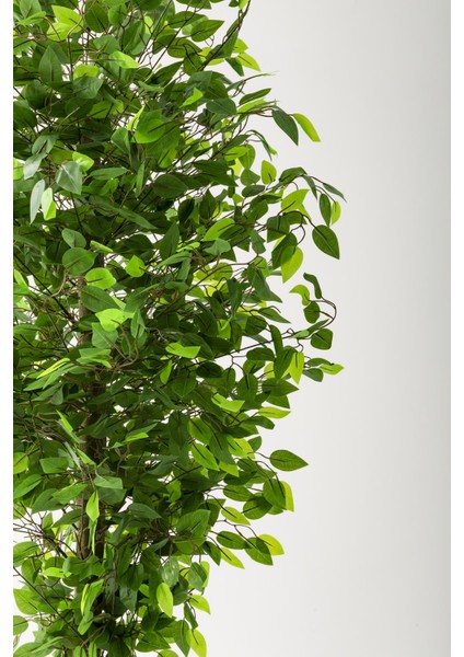 Yapay Benjamin Ağacı 180 cm Krem Gold Metal Saksı modelleri