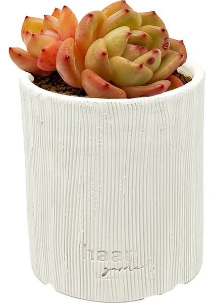 Echeveria Spp - Sukulent