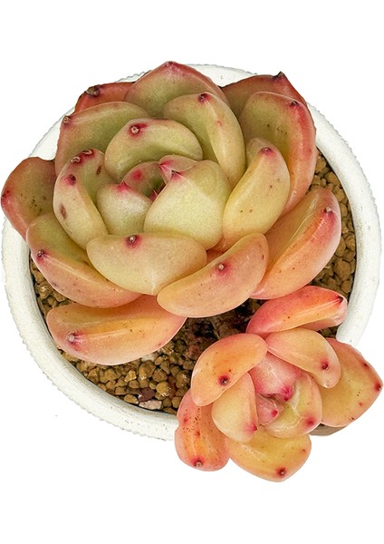 Echeveria Spp - Sukulent fiyatları