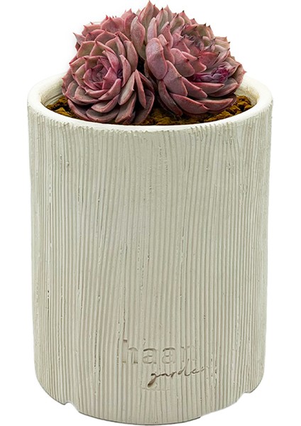 Echeveria Onslow Sugar Heath - Sukulent