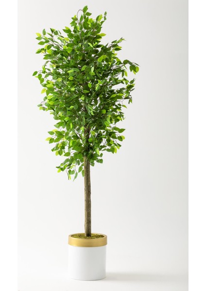 Yapay Benjamin Ağacı 200 cm Beyaz Gold Metal Saksı