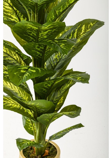 Yapay Difenbahya Ağacı 160 cm Krem Gold Saksı modelleri