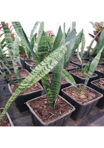 Paşa Kılıcı Fidesi Fidanı Sansevieria 10-20 cm fiyatları