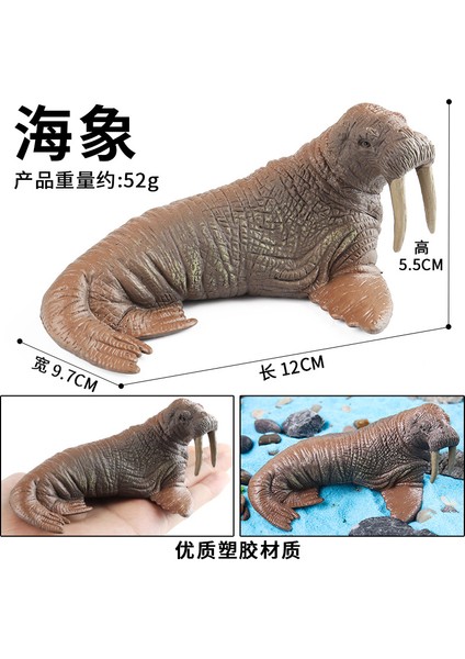 Deniz Yaşamı Modellerinin Simülasyonu (Yurt Dışından)