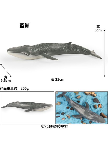 Deniz Yaşamı Modellerinin Simülasyonu (Yurt Dışından)