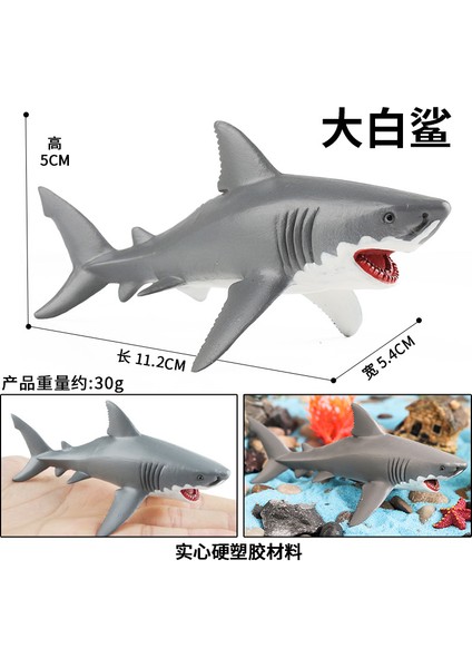 Deniz Yaşamı Modellerinin Simülasyonu (Yurt Dışından)