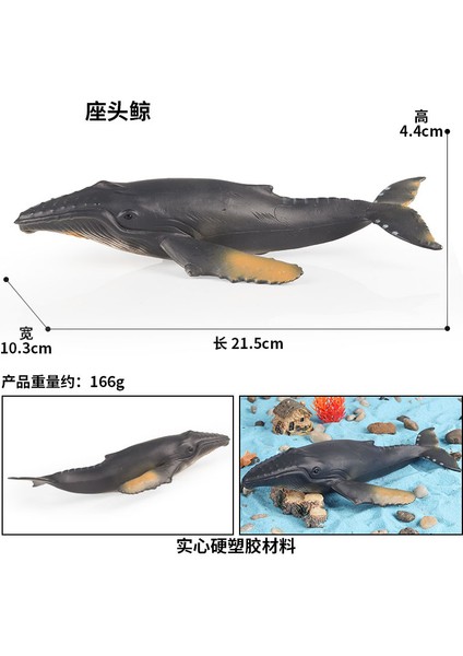 Deniz Yaşamı Modellerinin Simülasyonu (Yurt Dışından)