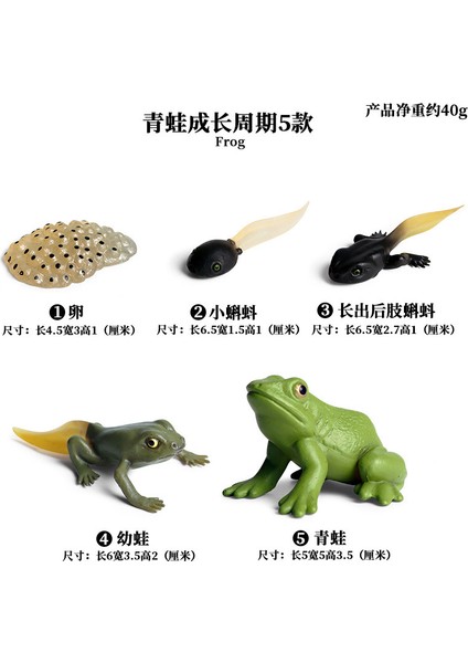 Deniz Yaşamı Modellerinin Simülasyonu (Yurt Dışından)