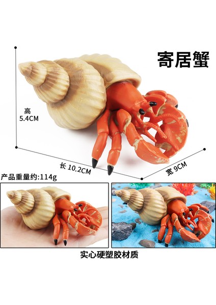 Simülasyon Deniz Hayvanı Modeli (Yurt Dışından)