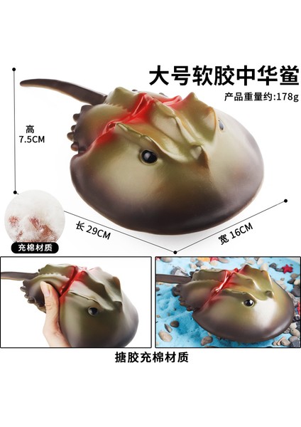 Deniz Yaşamı Modellerinin Simülasyonu (Yurt Dışından)