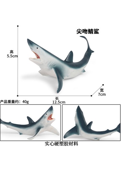 Deniz Yaşamı Modellerinin Simülasyonu (Yurt Dışından)