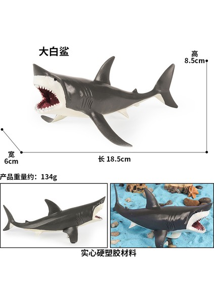 Deniz Yaşamı Modellerinin Simülasyonu (Yurt Dışından)