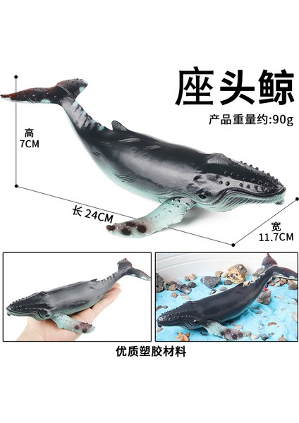 Deniz Yaşamı Modellerinin Simülasyonu (Yurt Dışından)