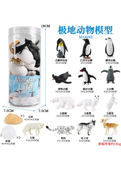 Simülasyon Deniz Hayvanı Modeli (Yurt Dışından)