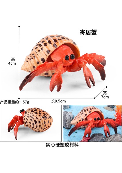 Simülasyon Deniz Hayvanı Modeli (Yurt Dışından)