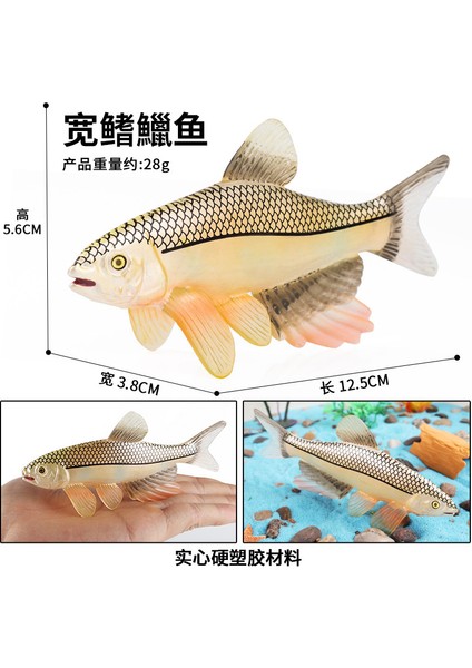 Simülasyon Deniz Hayvanı Modeli (Yurt Dışından)