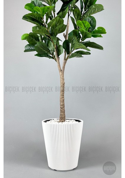 Keman Yapraklı Kauçuk Bitkisi Fiddle Lyrata 175CM fiyatları