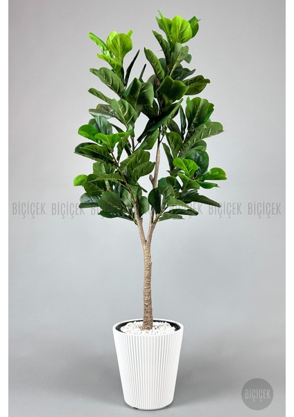 Keman Yapraklı Kauçuk Bitkisi Fiddle Lyrata 175CM modelleri