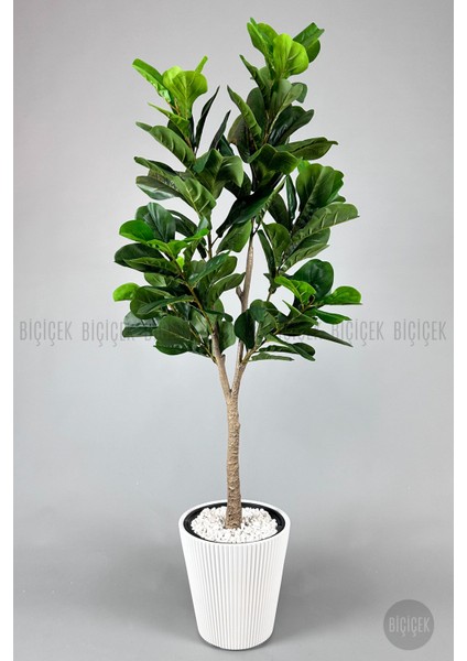 Keman Yapraklı Kauçuk Bitkisi Fiddle Lyrata 175CM fırsatları