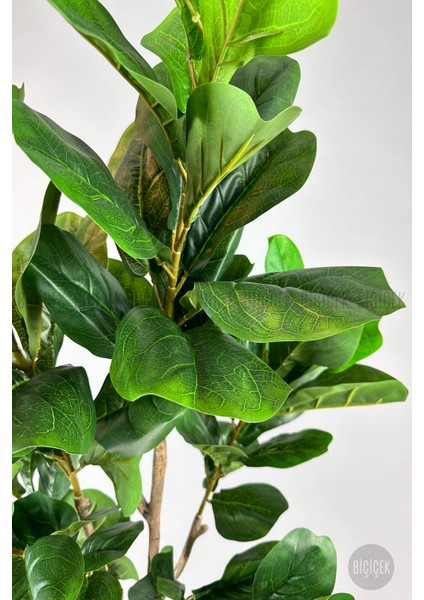 Keman Yapraklı Kauçuk Bitkisi Fiddle Lyrata 175CM indirimleri