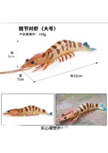 Deniz Yaşamı Modellerinin Simülasyonu (Yurt Dışından)
