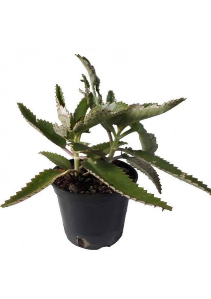 Aşkın Gözyaşı Çiçeği (Kalanchoe Daigremontiana) 15 cm 5 Adet modelleri