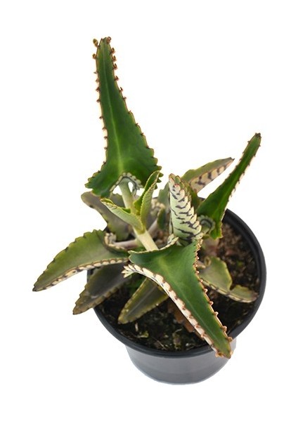 Aşkın Gözyaşı Çiçeği (Kalanchoe Daigremontiana) 15 cm 5 Adet fırsatları