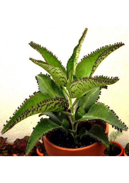 Aşkın Gözyaşı Çiçeği (Kalanchoe Daigremontiana) 15 cm 5 Adet indirimleri