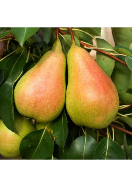 Santa Maria Armut Fidanı 3 Yaş Tüplü ve Aşılı