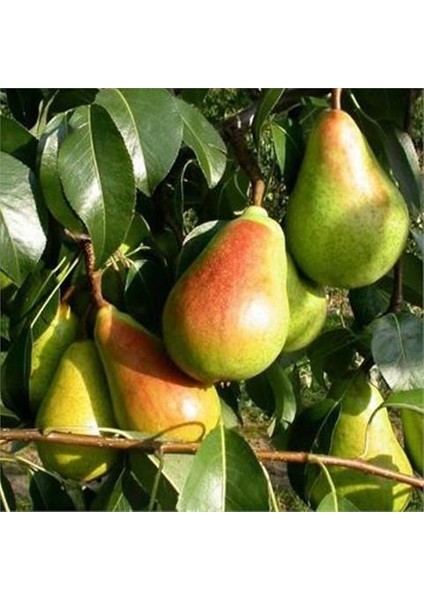 Santa Maria Armut Fidanı 3 Yaş Tüplü ve Aşılı fiyatları