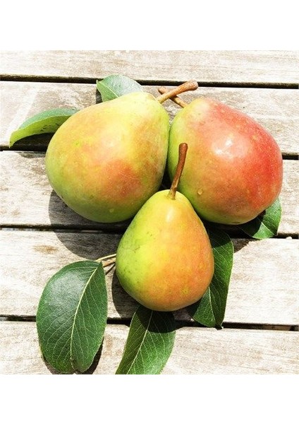 Santa Maria Armut Fidanı 3 Yaş Tüplü ve Aşılı modelleri