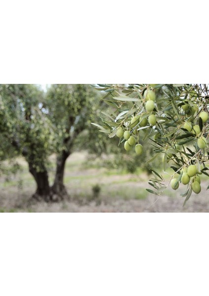 Zeytin (Gemlik) Fidanı Tüplü modelleri