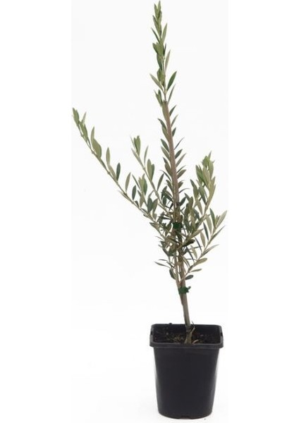 Zeytin (Gemlik) Fidanı Tüplü indirimleri