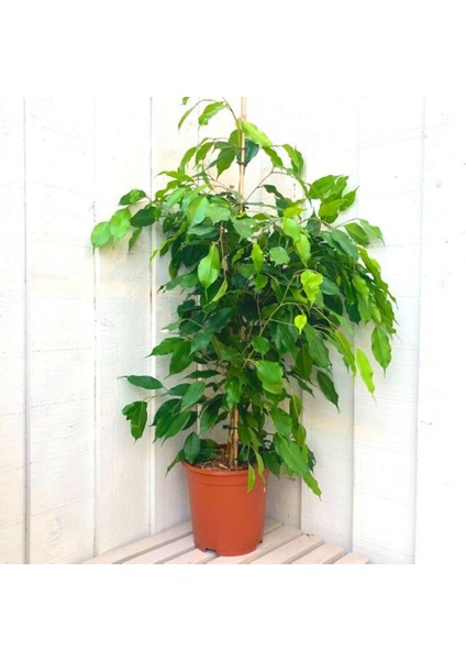 Benjamin - Ficus Benjamina 60-80 cm indirimleri