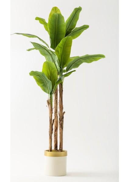 Yapay Muz Ağacı 220 cm Krem Gold Metal Saksı