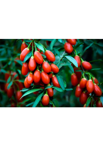 Kırmızı Goji Berry Fidanı 2 Adet