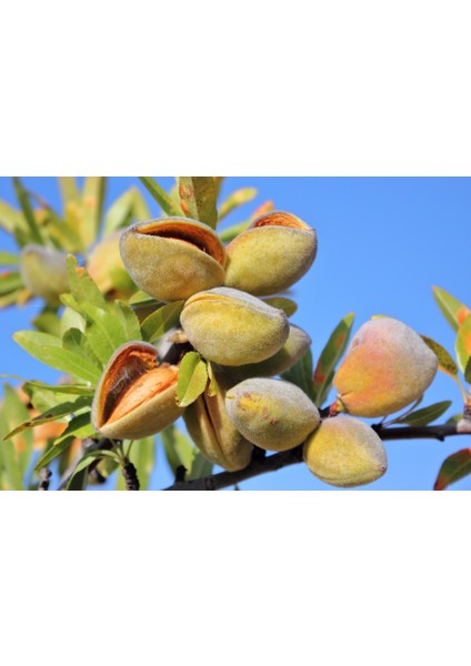 Noprail Badem Fidanı 3 Yaş Tüplü ve Aşılı