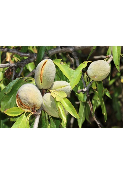 Noprail Badem Fidanı 3 Yaş Tüplü ve Aşılı fiyatları