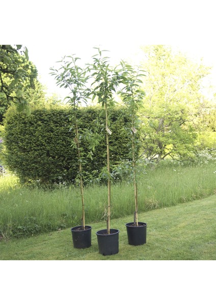 Noprail Badem Fidanı 3 Yaş Tüplü ve Aşılı modelleri