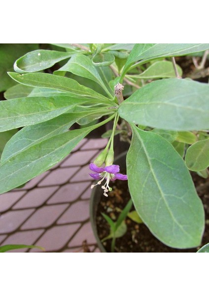 Sarı Goji Berry Fidanı 2 Adet fırsatları