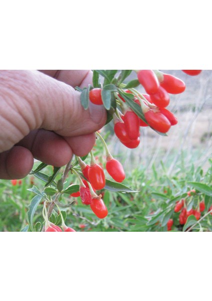 Kırmızı Goji Berry Fidanı 3 Adet
