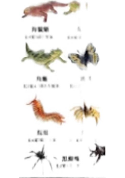 Hayvan Modeli Oyuncaklar (Yurt Dışından)