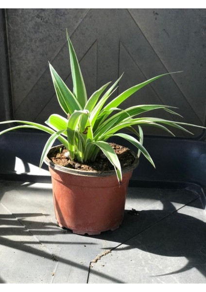 Kurdele Çiçeği (Chlorophytum Comosum) Fidanı 10-20 cm